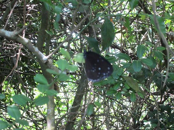IMG_5859.JPG