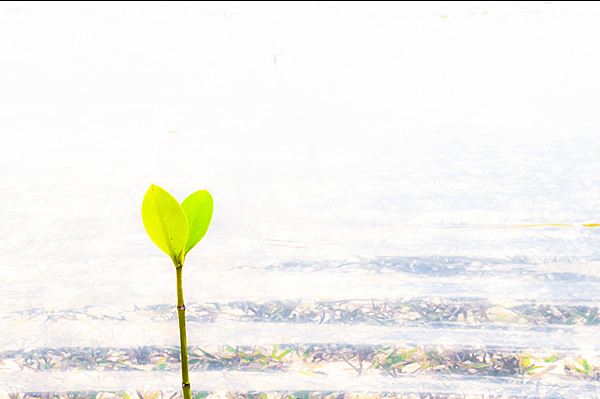 Mangrove Seedling Flickr Photo Sharing 