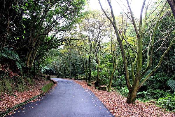 琴園楓林小徑 030