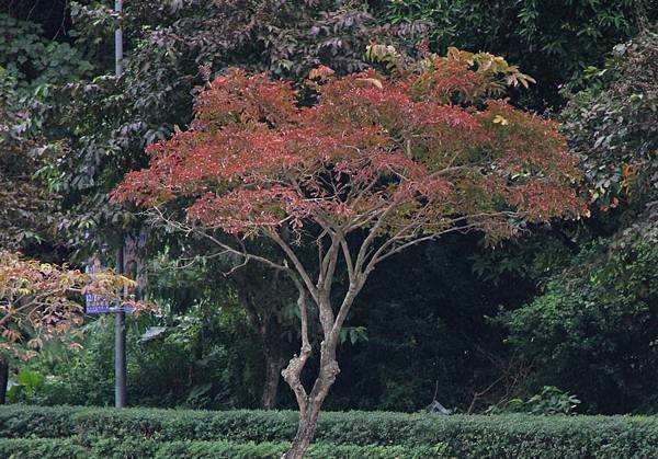 2014.12.19大湖公園 087