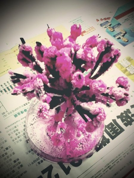 flower_blossom