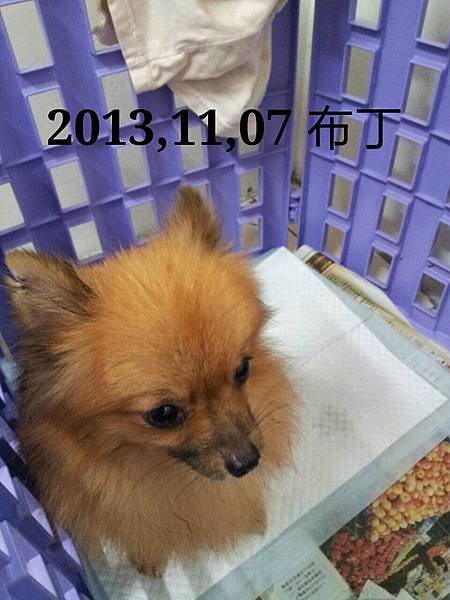 博美犬-布丁