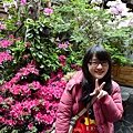 土俗村 之 這裡有開的很漂亮的杜鵑花