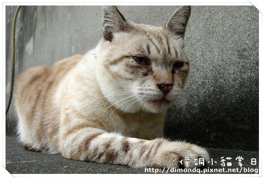 流鼻涕先生特寫