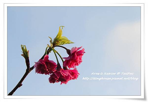 IMG_2382-1