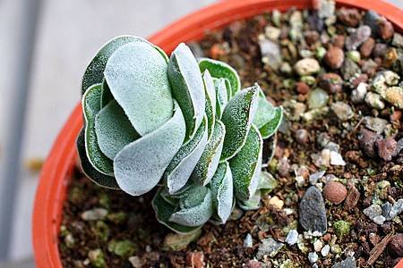 象牙塔