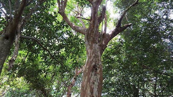 南澳之旅, 朝陽國家步道, 猴難爬(九芎)