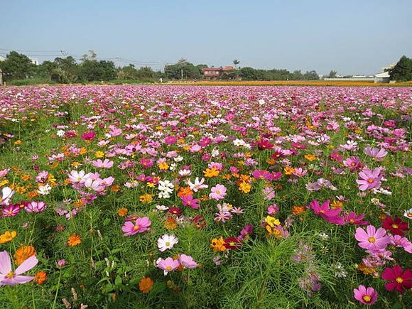 桃園富岡花海, 桃園縣