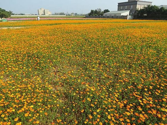 桃園富岡花海, 桃園縣