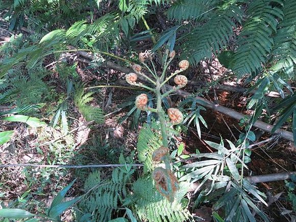 闕小豪的100顆愛心 No.169 台灣金狗毛蕨