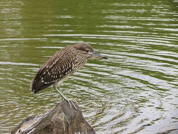 大安森林公園, 捷運大安森林公園站, 台北市大安區