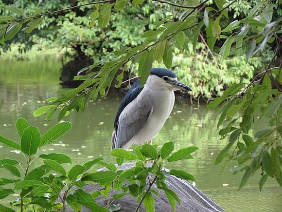 大安森林公園, 捷運大安森林公園站, 台北市大安區