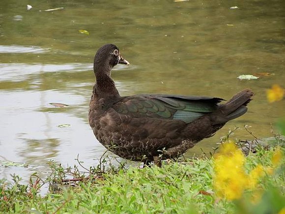 大安森林公園, 捷運大安森林公園站, 台北市大安區