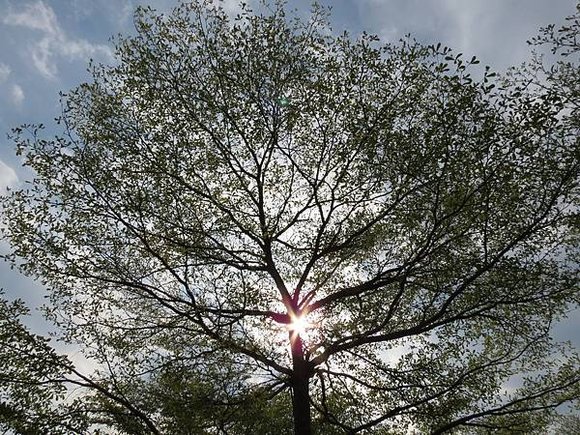 大安森林公園, 捷運大安森林公園站, 台北市大安區