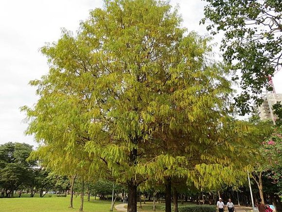 大安森林公園, 捷運大安森林公園站, 台北市大安區