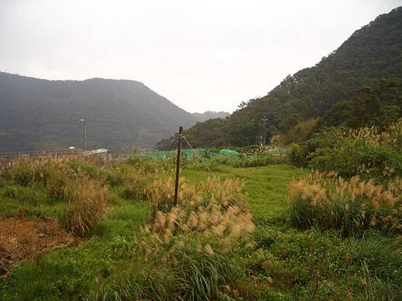 內湖採草莓 09-附近的景色，管芒花已是尾季