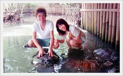 lots of turtle 