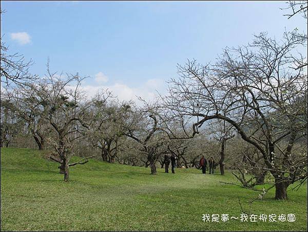 柳家梅園25.jpg
