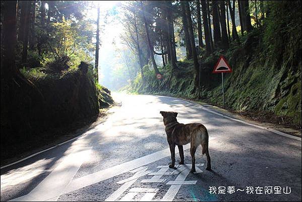 阿里山08.jpg