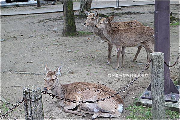 日本賞櫻5日遊04.jpg