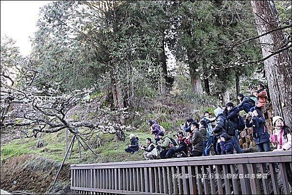 阿里山國家森林遊樂區08.jpg