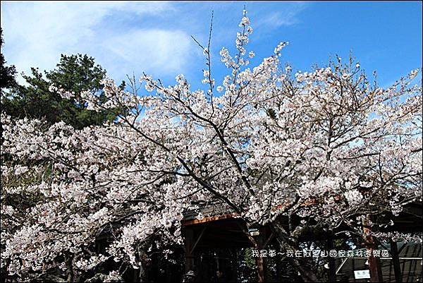 阿里山國家森林遊樂區17.jpg