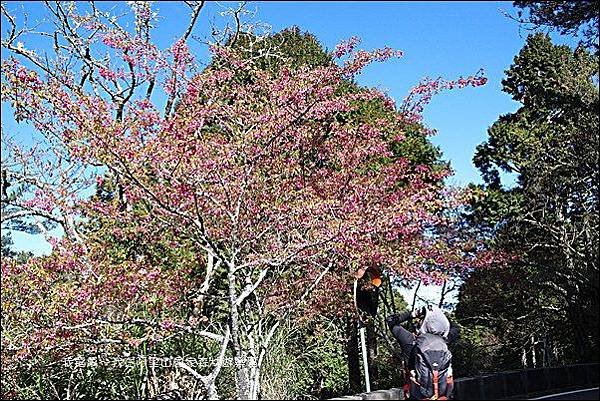 阿里山國家森林遊樂區20.jpg