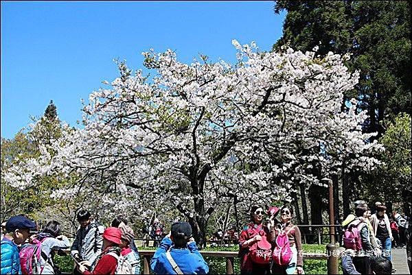 阿里山國家森林遊樂區42.jpg