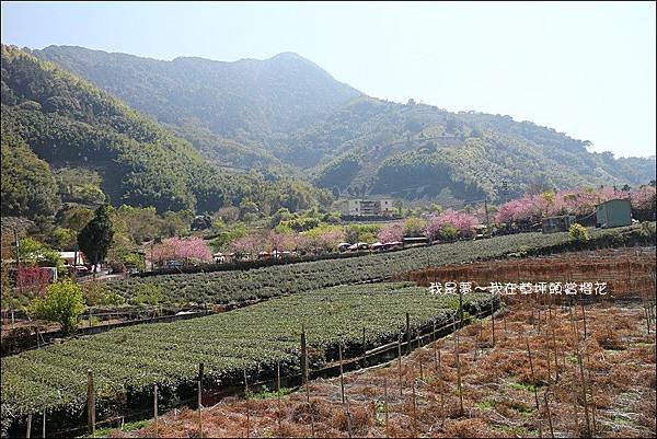 草坪頭櫻花18.jpg