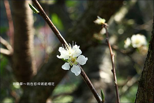 草坪頭櫻花25.jpg