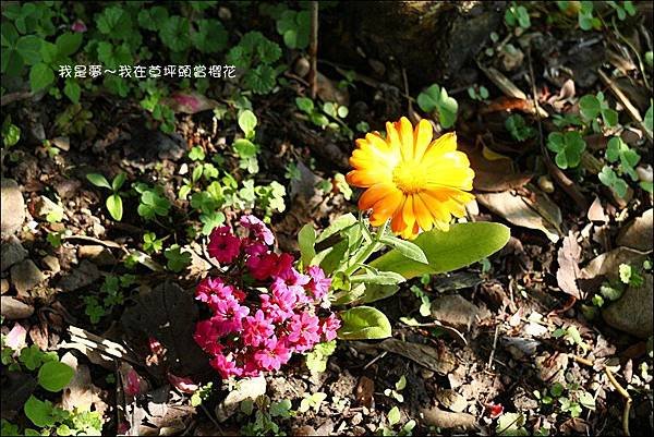 草坪頭櫻花30.jpg