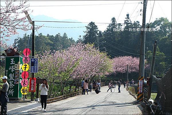 草坪頭櫻花37.jpg