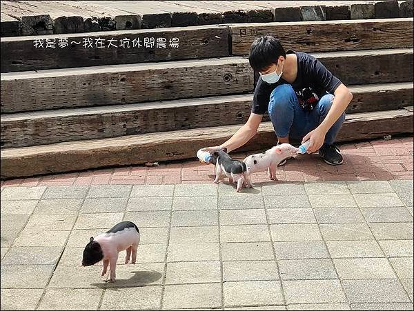 大坑休閒農場11.jpg