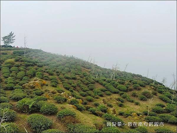 武岫農場+銀杏森林14.jpg