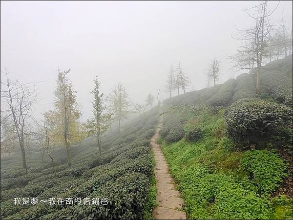 武岫農場+銀杏森林34.jpg