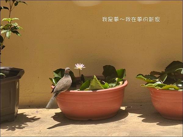 夢的新家43.jpg