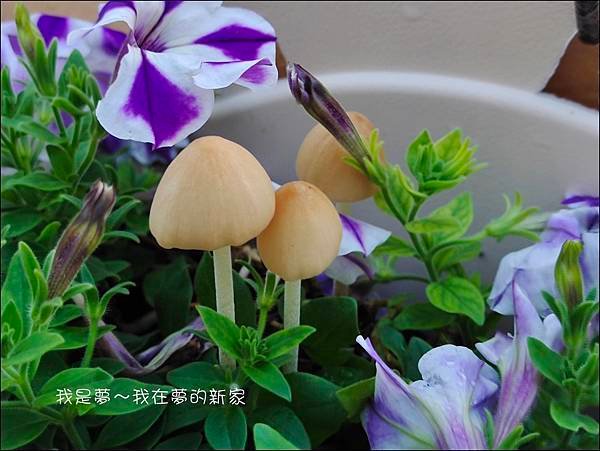 夢的新家50.jpg