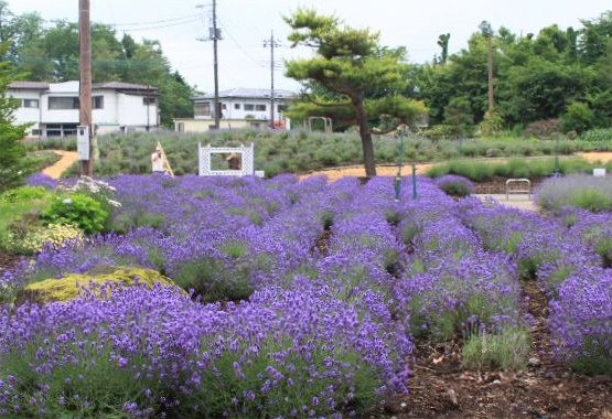 八木崎公園