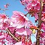 180px-Yokohamahizakura.jpg