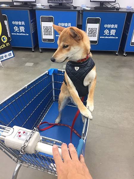 DOG2017