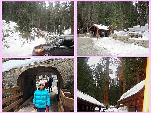 sequoia-11