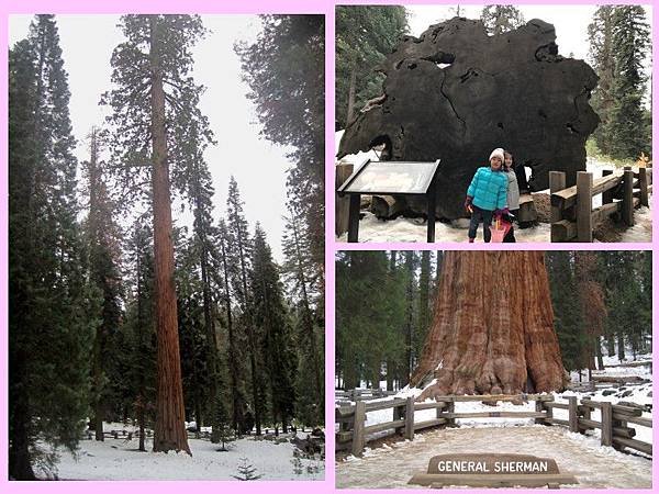 sequoia-12