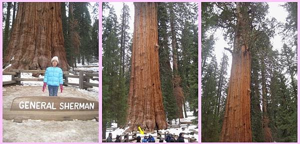 sequoia-13