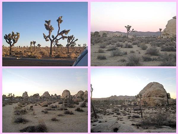 joshua tree-09