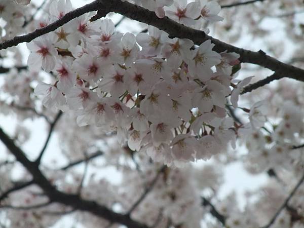 櫻花