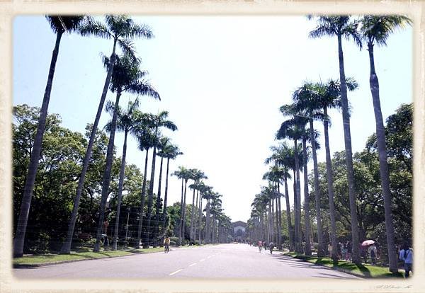 椰林大道.jpg
