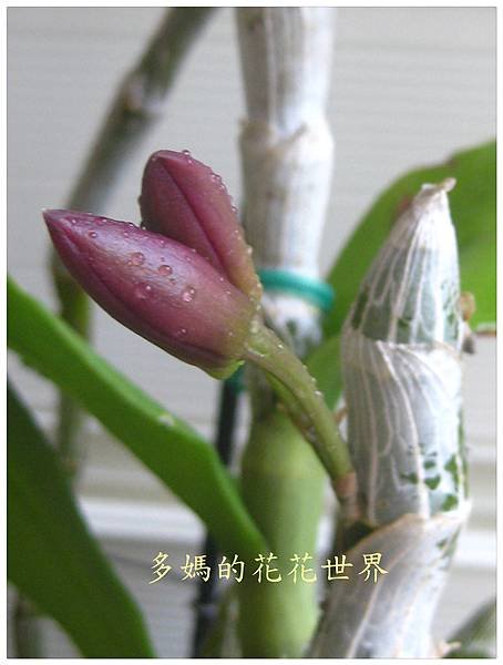 麝香石斛3