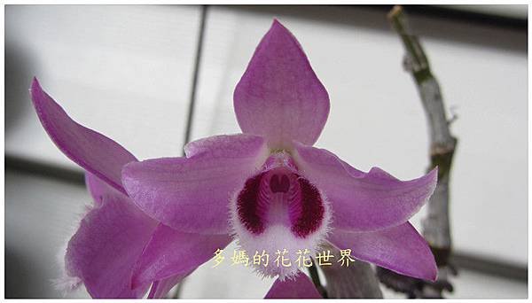 麝香石斛6