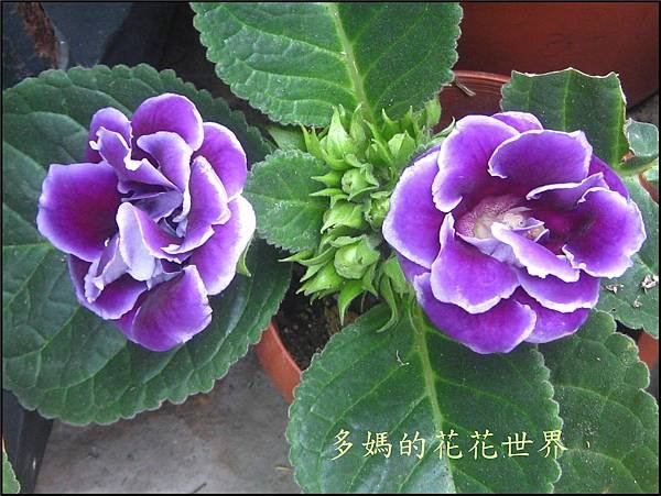 大岩桐8.jpg