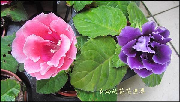 大岩桐17.jpg